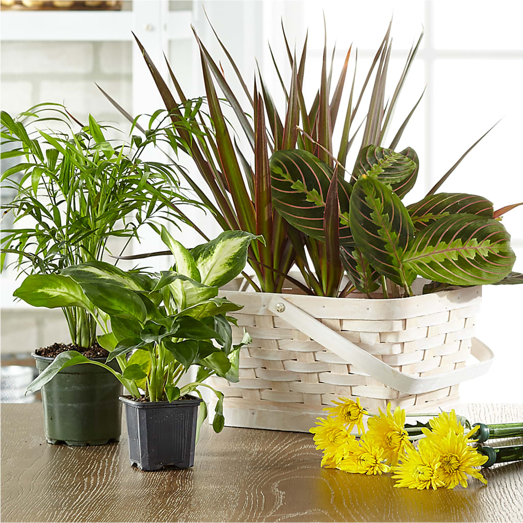 Florist Designed Blooming and Green Plants in a Basket – Midtown Florist, Kenosha WI