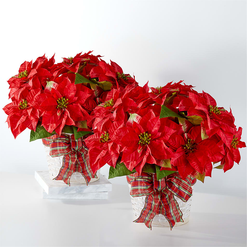 Happiest Holidays Poinsettia Bundle – MIDTOWN FLORIST, Kenosha WI