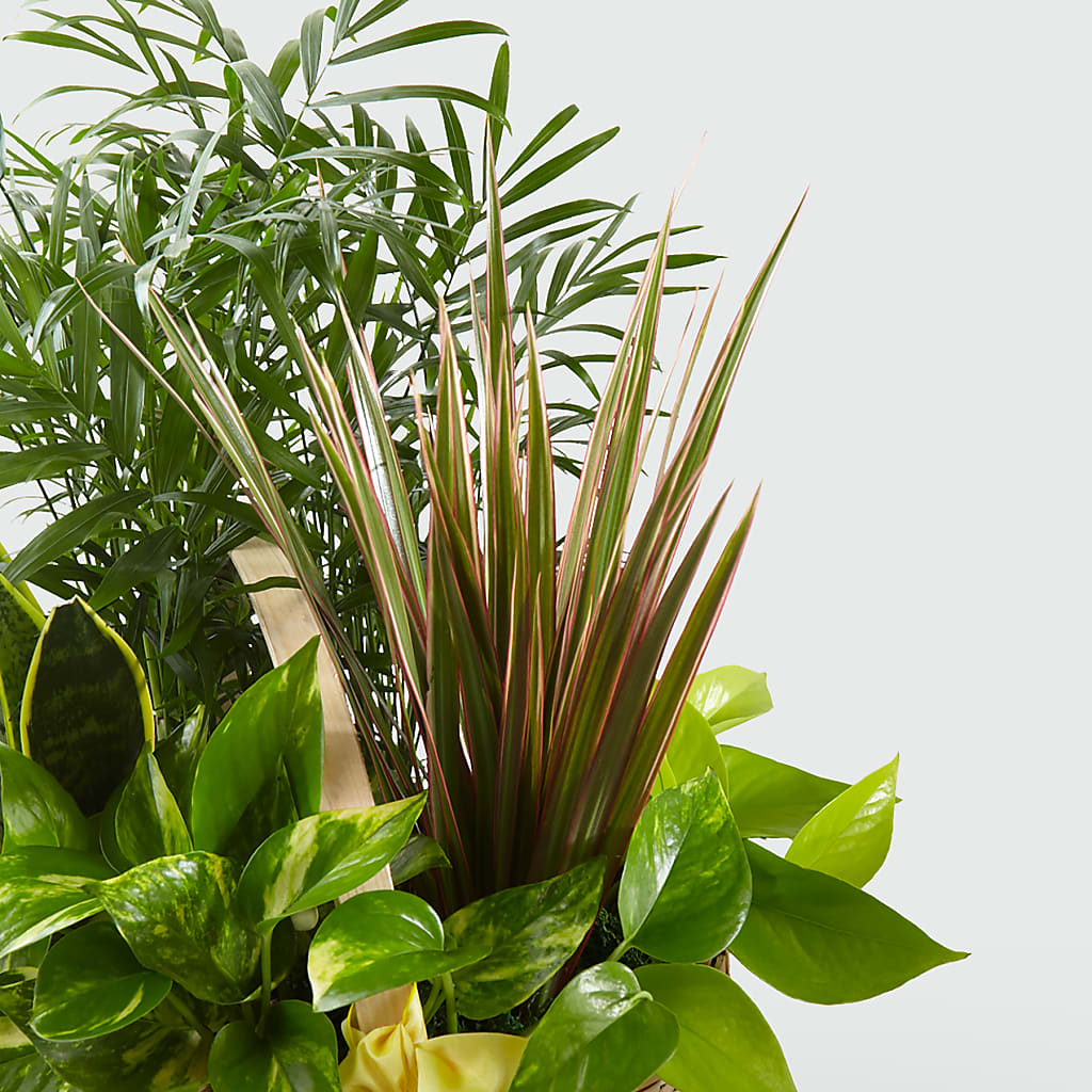 French Garden – Aiello Mid-town Florist, Kenosha WI
