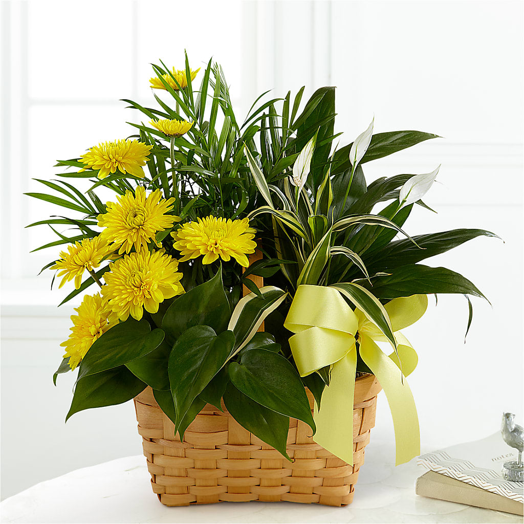Loving Light Dishgarden – MIDTOWN FLORIST, Kenosha WI