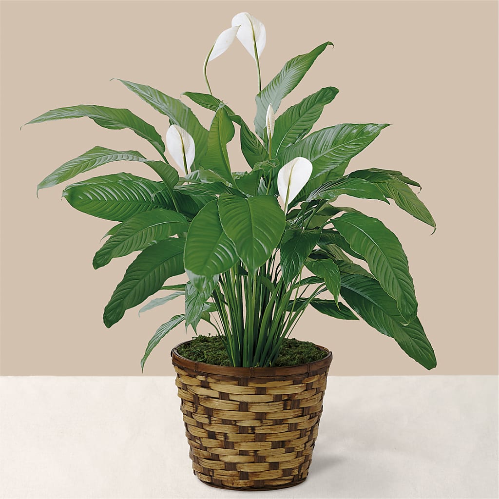 Tranquil Moments Peace Lily Plant – Aiello Mid-town Florist Inc, Kenosha WI