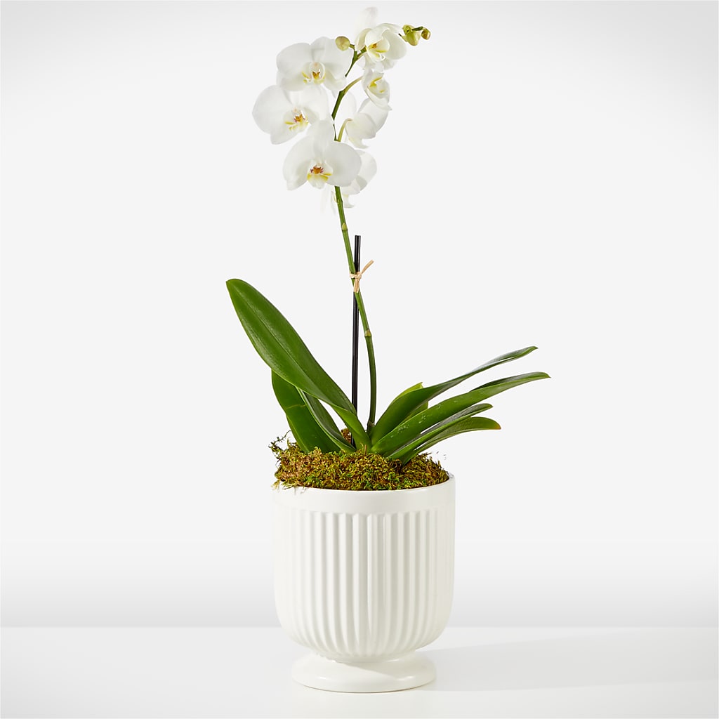 Whispering White Orchid – MIDTOWN FLORIST, Kenosha WI