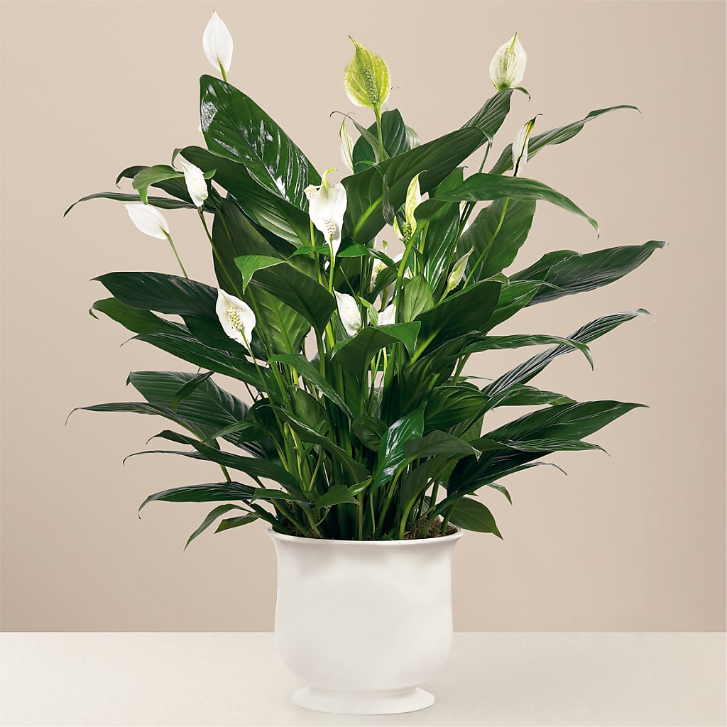 Comfort Planter – MIDTOWN FLORIST, Kenosha WI