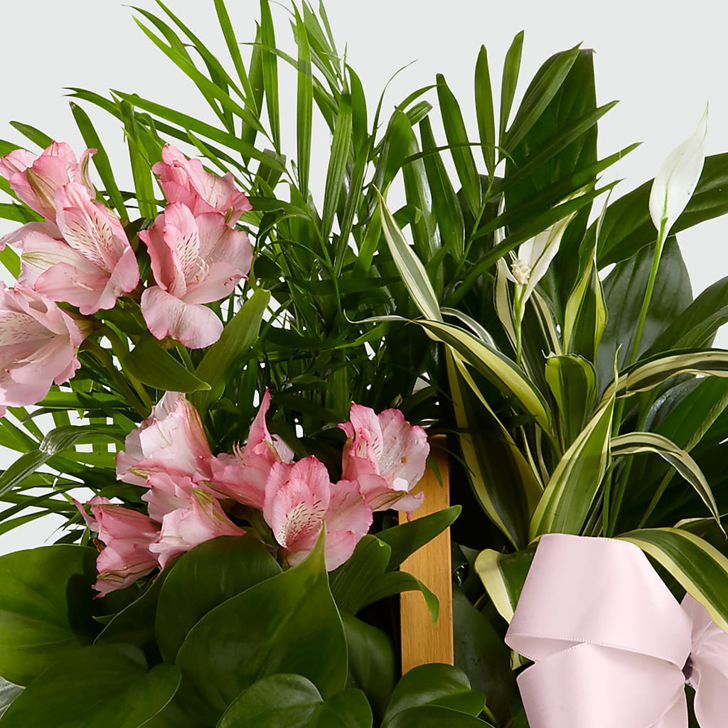 Living Spirit Dishgarden – Aiello Mid-town Florist, Kenosha WI