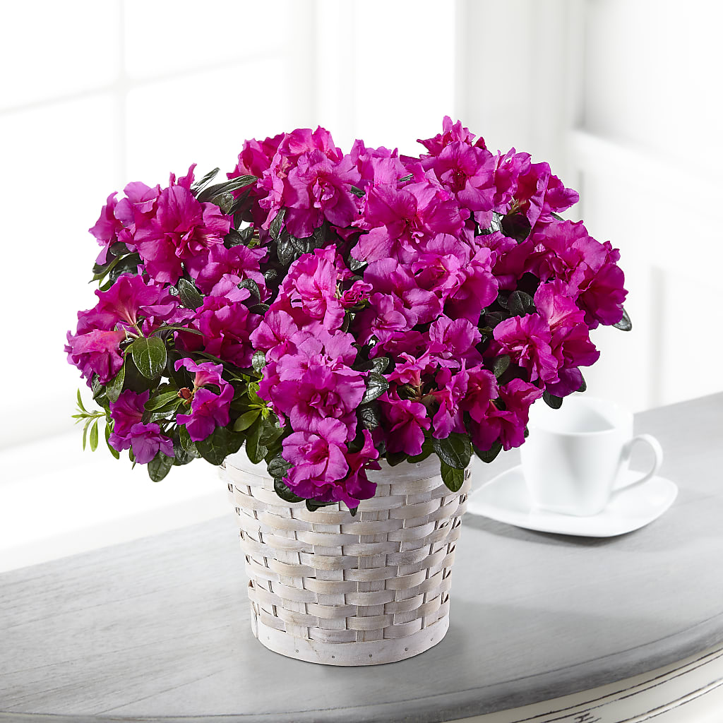 Hope & Serenity Azalea Plant – Midtown Florist, Kenosha WI