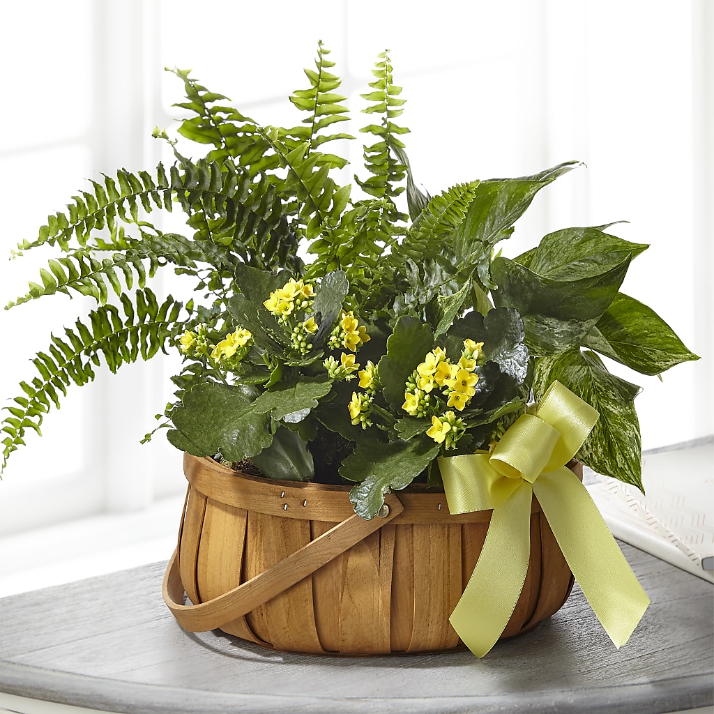 Always Dear Dishgarden – MIDTOWN FLORIST, Kenosha WI