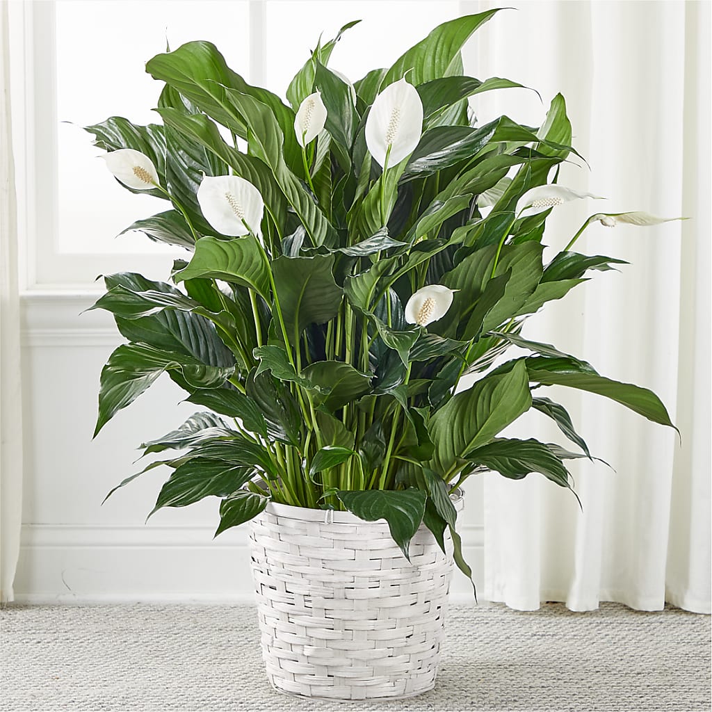 A New Leaf Peace Lily – Midtown Florist, Kenosha WI