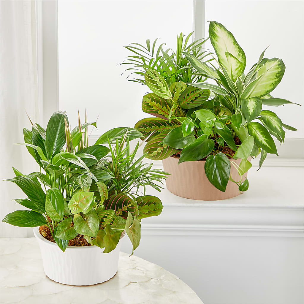 Balance & Harmony Dishgarden – Aiello Mid-town Florist, Kenosha WI