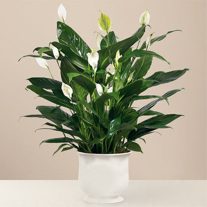 Comfort Planter – MIDTOWN FLORIST, Kenosha WI