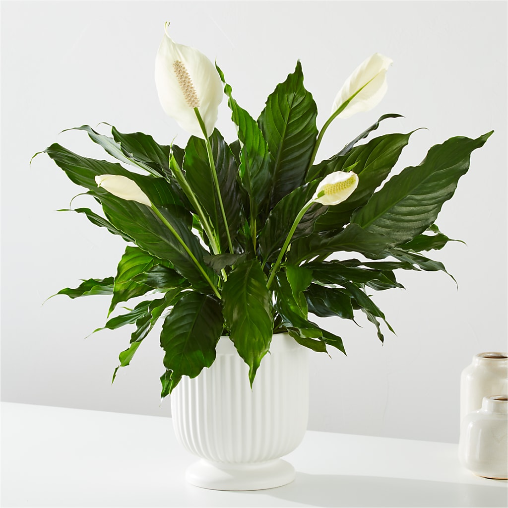 Comfort Planter –  Aiello Mid-town Florist, Kenosha WI