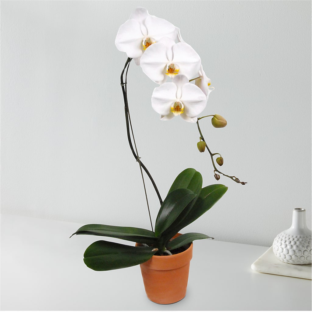 White Cascading Orchid – MIDTOWN FLORIST, Kenosha WI