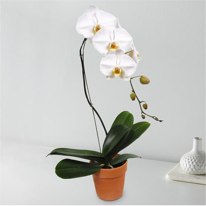 White Cascading Orchid – MIDTOWN FLORIST, Kenosha WI