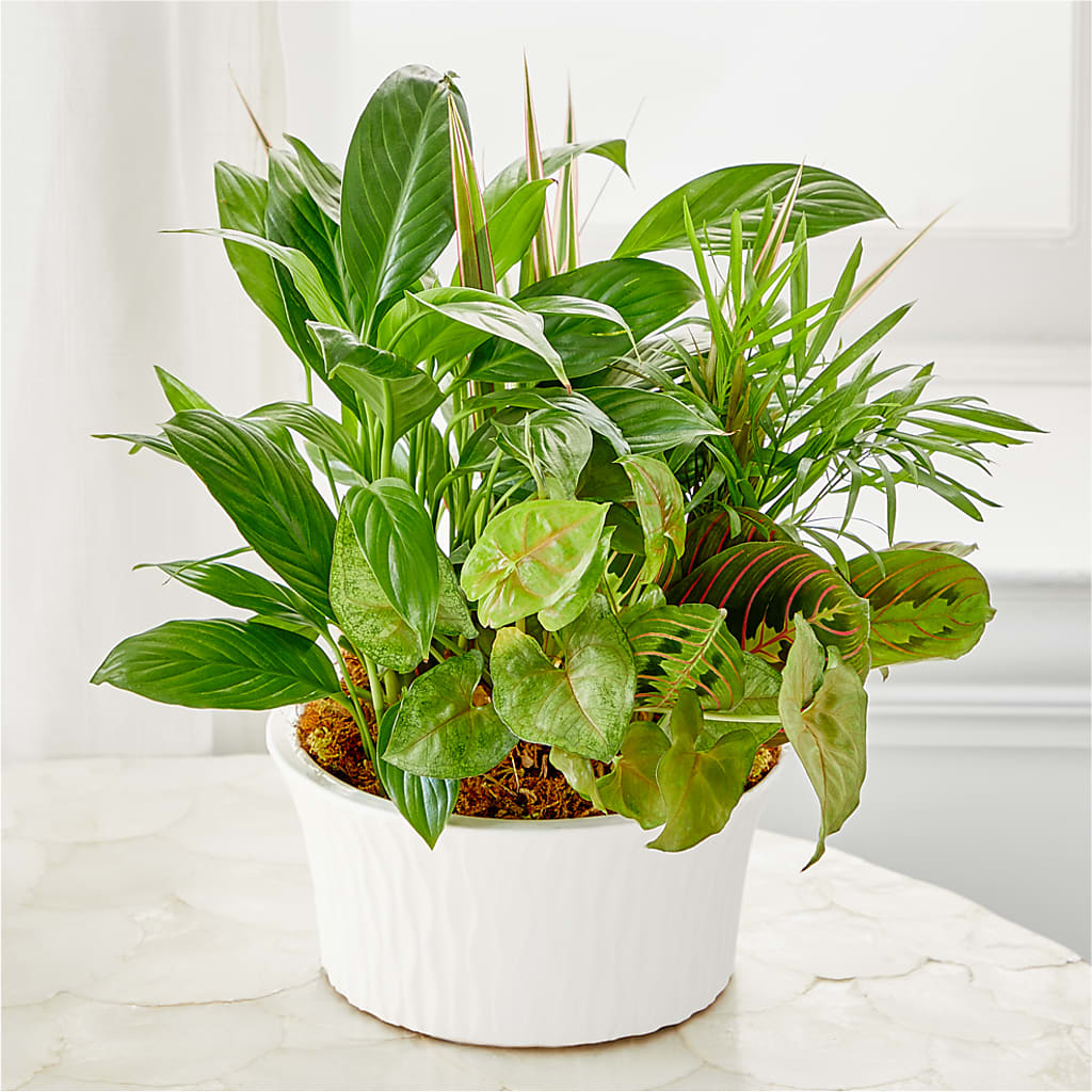 Balance & Harmony Dishgarden –  Aiello Mid-town Florist, Kenosha WI